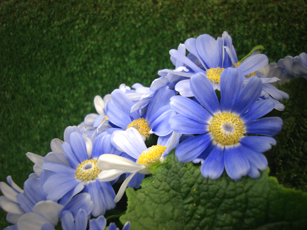 images_plants_cineraria_large_blue_3.jpg