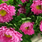 Asters (Matsumoto) | Northwest Wholesale Florists