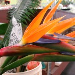 Birds of Paradise