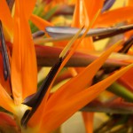 Birds of Paradise