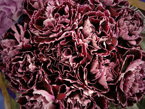 Burgundy (Dark Red) Carnation Wholesale Fresh Flower