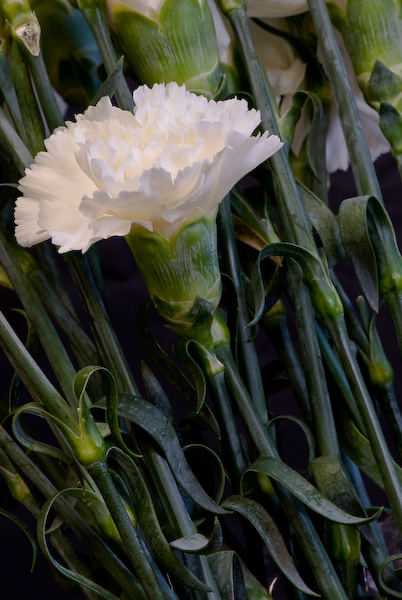 Carnations | Northwest Wholesale Florists