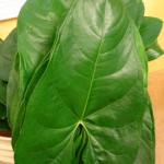 Anthurium Leaves