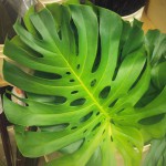 Monstera Leaves