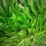 Monstera Leaves