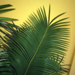 Palm (Sago)
