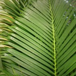 Palm (Sago)