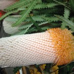 Banksia