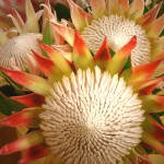 King Protea