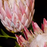 King Protea