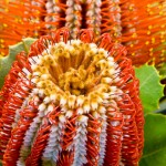 Banksia