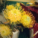 Pin Cushion Protea