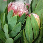 Pink Protea