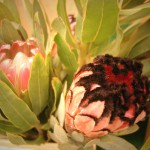 Pink Mink Protea