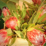 Pink Mink Protea