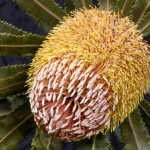 Banksia