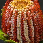 Banksia