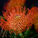 Pin Cushion Protea