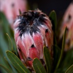 Pink Mink Protea