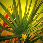 Palm (Raphis)