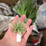 Air Plants (Small)