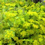 Bupleurum