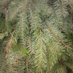 Douglas Fir Bough