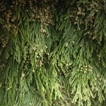 Incense Cedar Bough