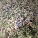 Juniper Bough