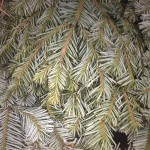 Silver Fir Bough