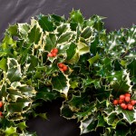 Wreath (Holly)