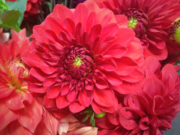 Dahlias | Northwest Wholesale Florists