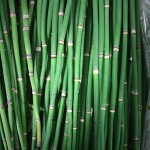 Equisetum