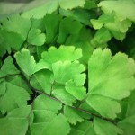 Maidenhair