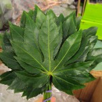 Aralia (Mini)