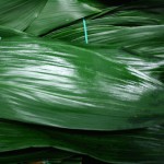 Aspidistra