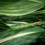 Aspidistra