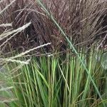 Miscanthus