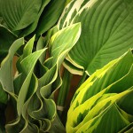 Hosta