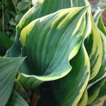 Hosta