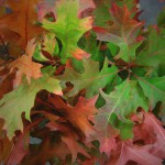 Oak Leaves