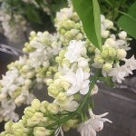 Lilacs (White)