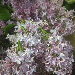 Lilacs (Lavender)