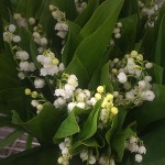 Lily of the Valley