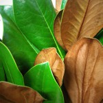 Magnolia Leaves