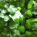 Maidenhair