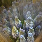 Muscari (Grape Hyacinth)