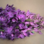 Purple (Thai)
