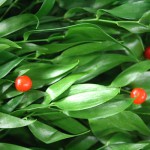 Ruscus (Italian)