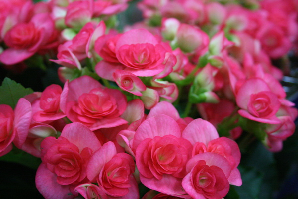 Begonias | Northwest Wholesale Florists